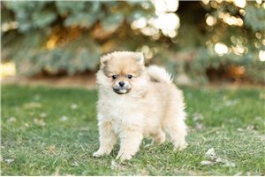 Kelian - Pomeranian for sale