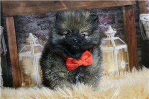 Stitch - Pomeranian for sale