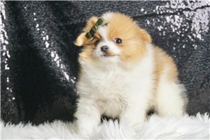 Bodie - Pomeranian for sale