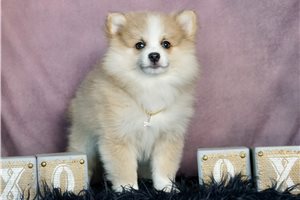 Bentley - Pomeranian for sale