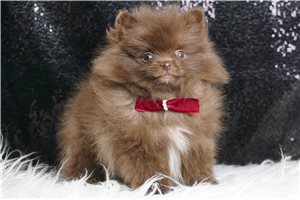 Vinny - Pomeranian for sale