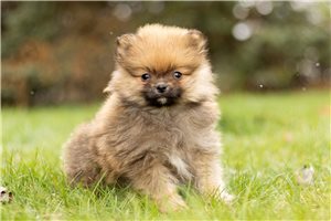 Gaius - Pomeranian for sale