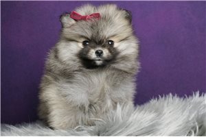 Puff - Pomeranian for sale