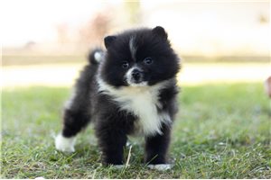 Buckey - Pomeranian for sale