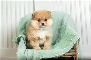 Blake - Pomeranian for sale