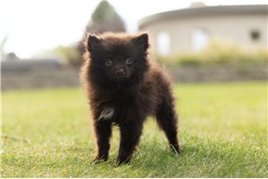 Jackson - Pomeranian for sale
