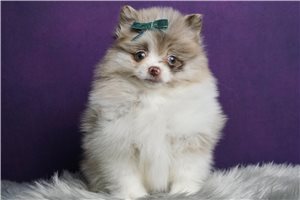 Poppy - Pomeranian for sale
