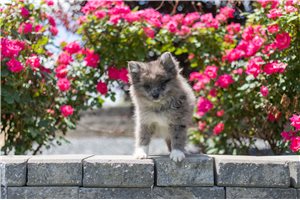 Miss France - Pomeranian for sale