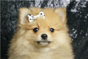 Rhett - Pomeranian for sale