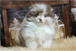 Stark - Pomeranian for sale
