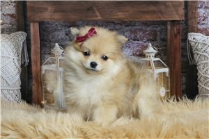 Penelope - Pomeranian for sale