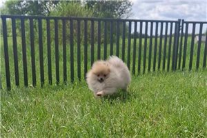 Edward - Pomeranian for sale