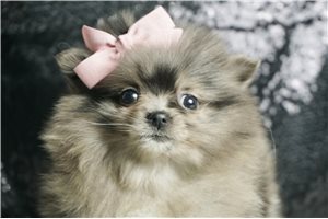 Bernice - Pomeranian for sale