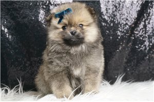 Eric - Pomeranian for sale