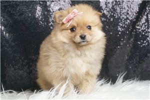 Elsie - Pomeranian for sale