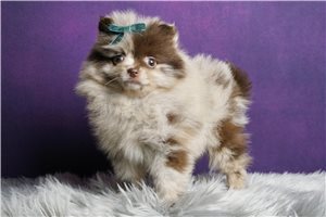 Pistachio - Pomeranian for sale