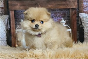 Peter - Pomeranian for sale