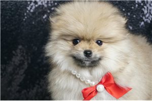 Edward - Pomeranian for sale
