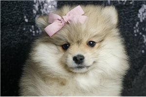 Esther - Pomeranian for sale