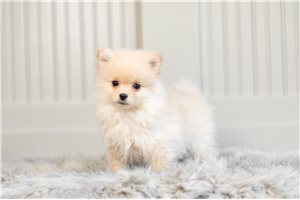 Toddson - Pomeranian for sale