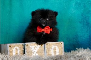 Rudolph - Pomeranian for sale