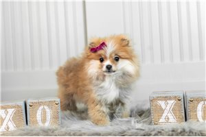 Bethany - Pomeranian for sale