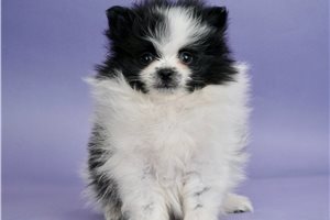 Sammie - Pomeranian for sale