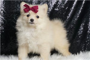 Ruth - Pomeranian for sale