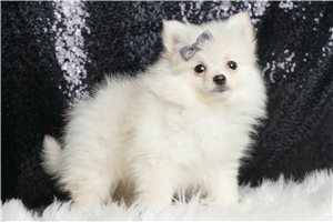 Ryder - Pomeranian for sale