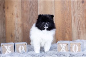Bonny - Pomeranian for sale