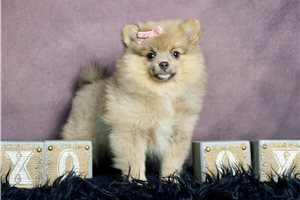Betty - Pomeranian for sale
