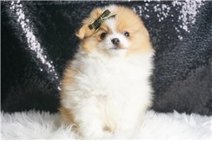 Bodie - Pomeranian for sale