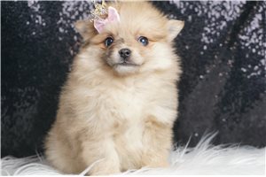 Ember - Pomeranian for sale