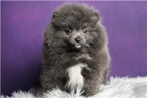 Shade - Pomeranian for sale