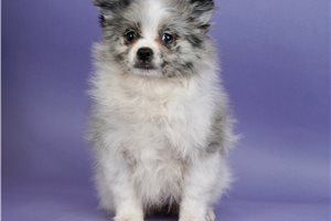 Silver - Pomeranian for sale