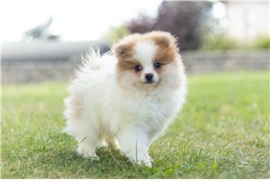 Vander - Pomeranian for sale