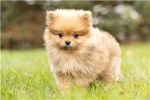 Tarquin - Pomeranian for sale
