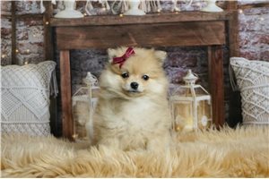 Penelope - Pomeranian for sale
