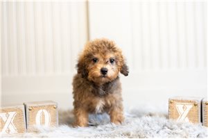 Gio - Poodle, Miniature for sale