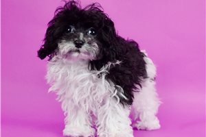 Wonka - Poodle, Miniature for sale