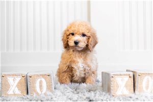 Hume - Poodle, Miniature for sale
