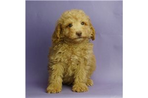 Jay Jay - Poodle, Miniature for sale