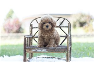 Madysen - Poodle, Miniature for sale