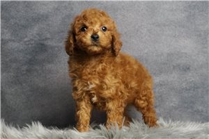 Bronze - Poodle, Miniature for sale