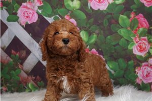 Rugby - Poodle, Miniature for sale