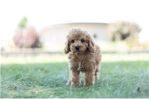 Ameer - Poodle, Miniature for sale