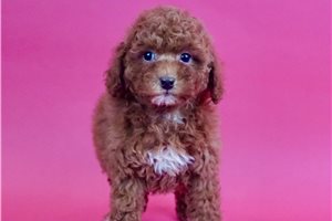 Moscato - Poodle, Miniature for sale