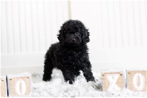 Pippa - Poodle, Miniature for sale