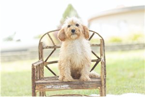 Buford - Poodle, Miniature for sale