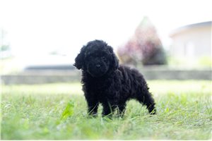 Gumbo - Poodle, Miniature for sale